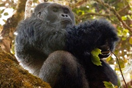 Largest Gorilla Subspecies Declared Critically Endangered by IUCN Red List